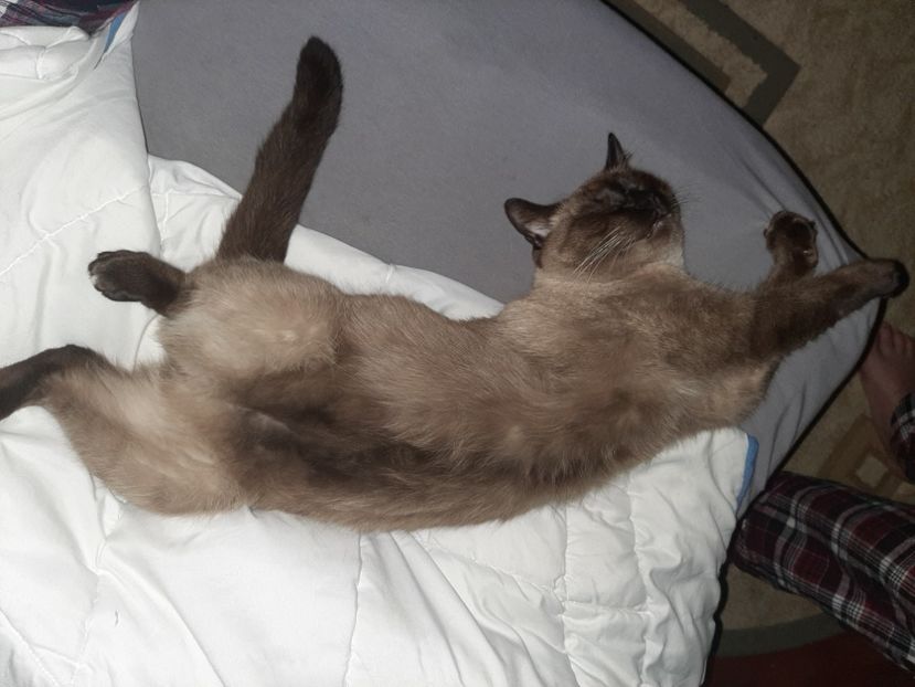  - Pisicii mei în noiembrie 2020