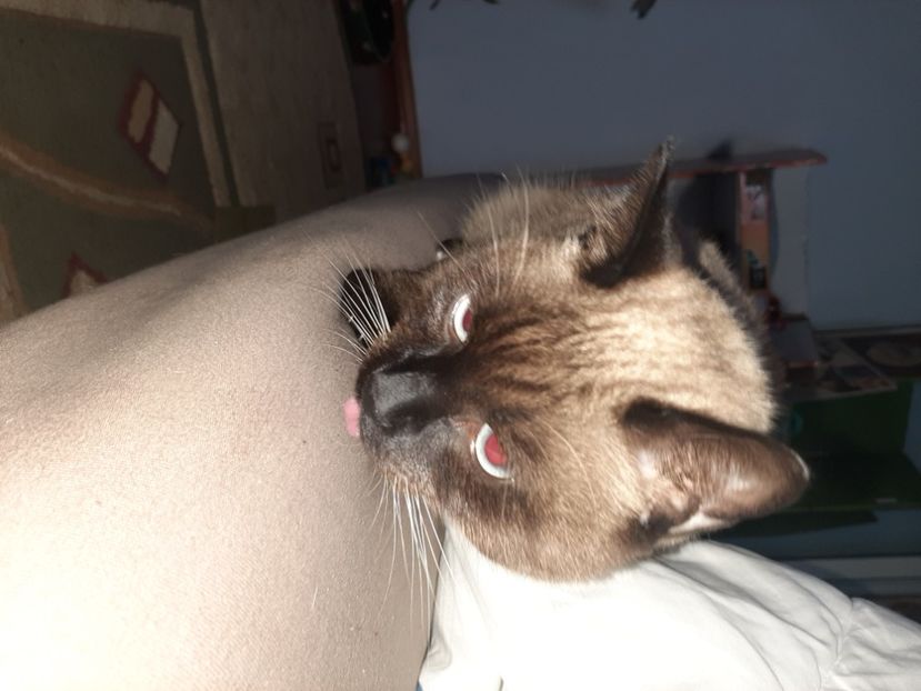  - Pisicii mei în noiembrie 2020