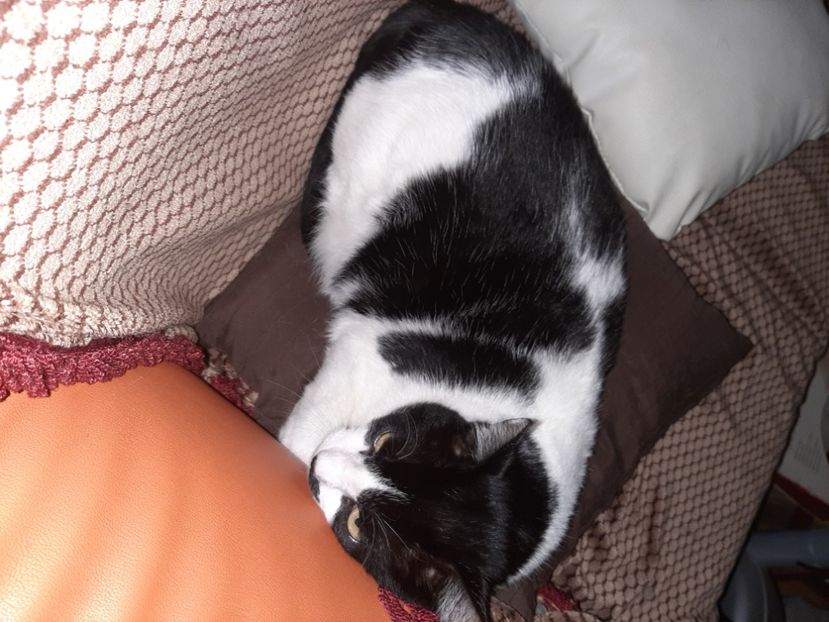  - Pisicii mei în noiembrie 2020