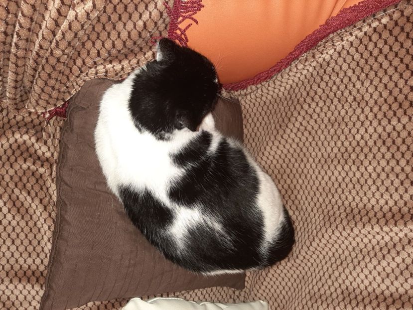  - Pisicii mei în noiembrie 2020