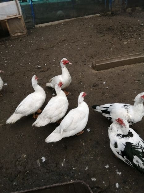  - Rațe mute sau de ornament