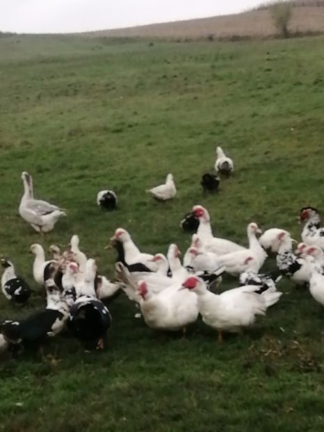  - Rațe mute sau de ornament