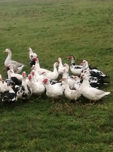  - Rațe mute sau de ornament