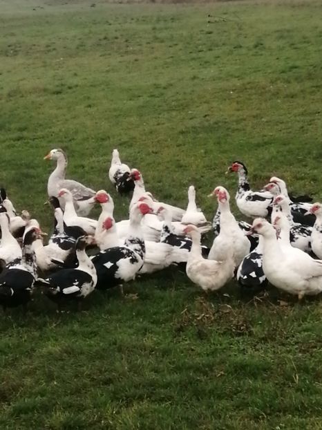  - Rațe mute sau de ornament