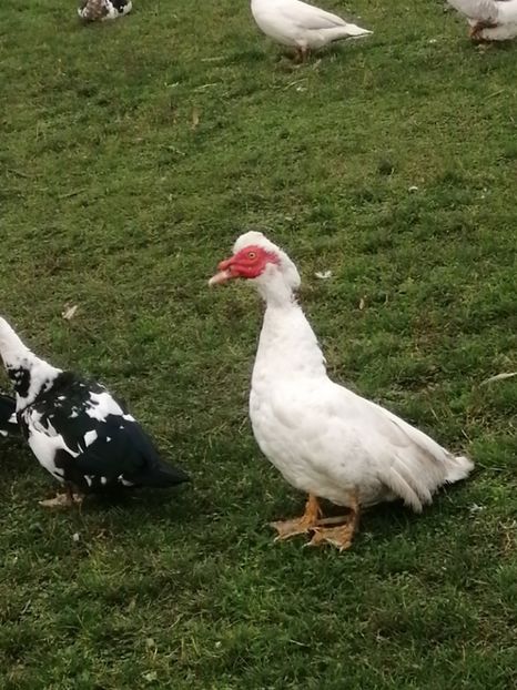  - Rațe mute sau de ornament