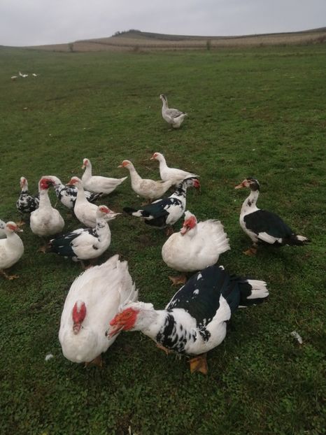  - Rațe mute sau de ornament