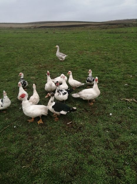  - Rațe mute sau de ornament