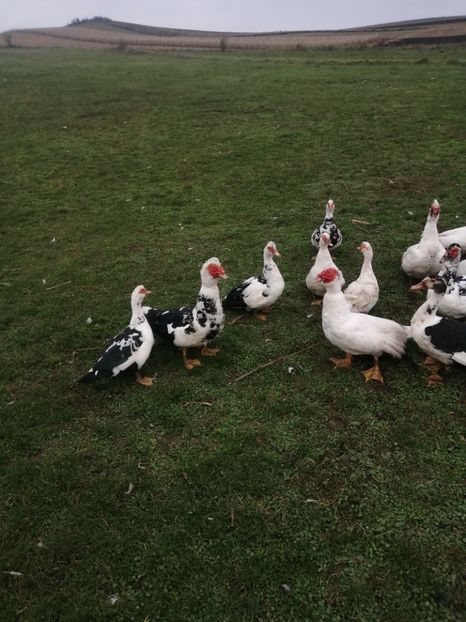  - Rațe mute sau de ornament