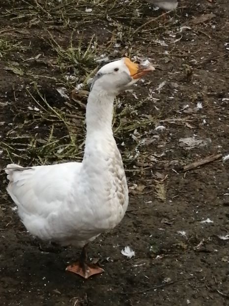  - GÂȘTE AMERICANE ȘI ROMÂNEȘTI ALBE