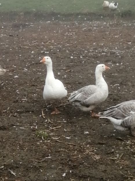  - GÂȘTE AMERICANE ȘI ROMÂNEȘTI ALBE