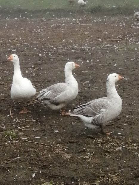  - GÂȘTE AMERICANE ȘI ROMÂNEȘTI ALBE