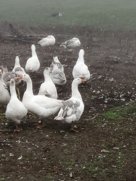  - GÂȘTE AMERICANE ȘI ROMÂNEȘTI ALBE