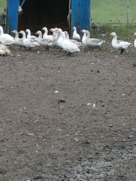  - GÂȘTE AMERICANE ȘI ROMÂNEȘTI ALBE