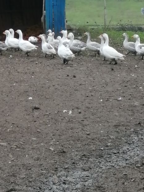  - GÂȘTE AMERICANE ȘI ROMÂNEȘTI ALBE