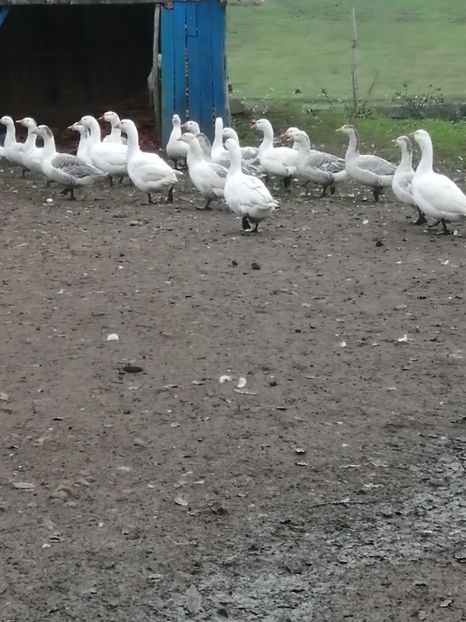  - GÂȘTE AMERICANE ȘI ROMÂNEȘTI ALBE