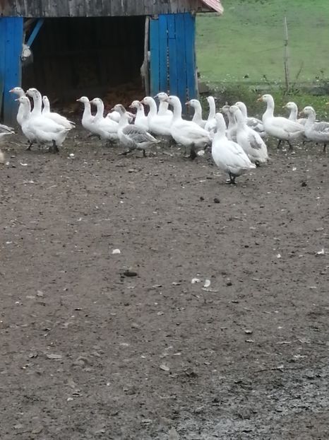  - GÂȘTE AMERICANE ȘI ROMÂNEȘTI ALBE