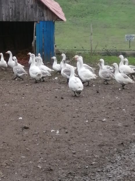  - GÂȘTE AMERICANE ȘI ROMÂNEȘTI ALBE