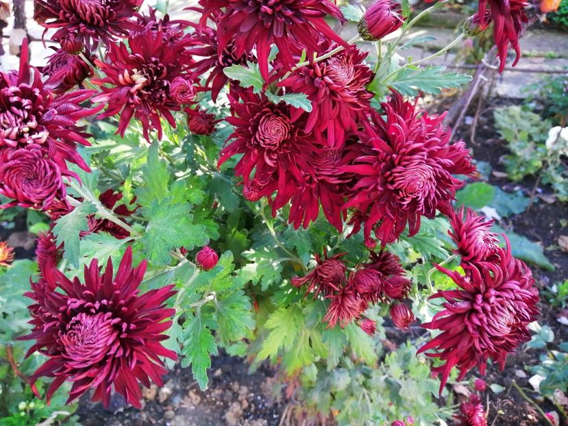  - Crizanteme si tufanele