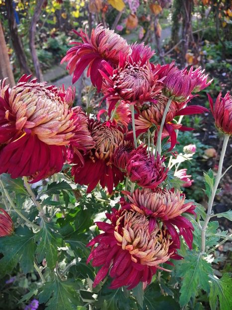  - Crizanteme si tufanele