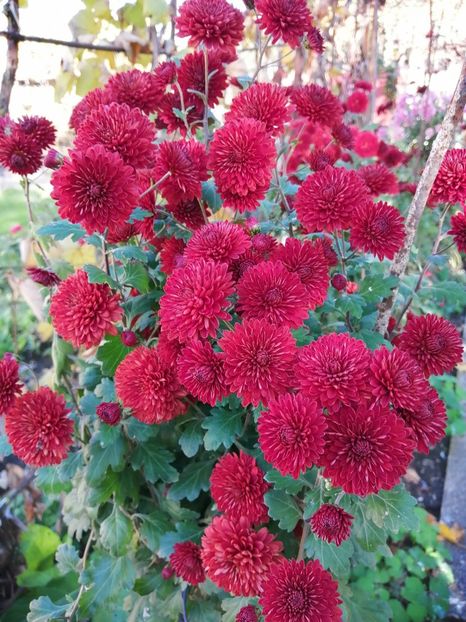  - Crizanteme si tufanele