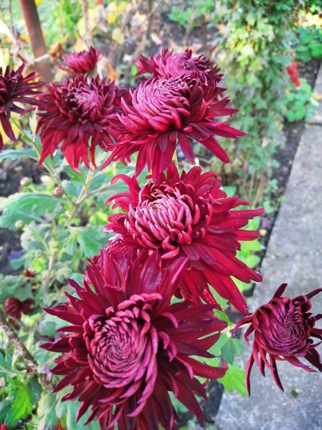  - Crizanteme si tufanele