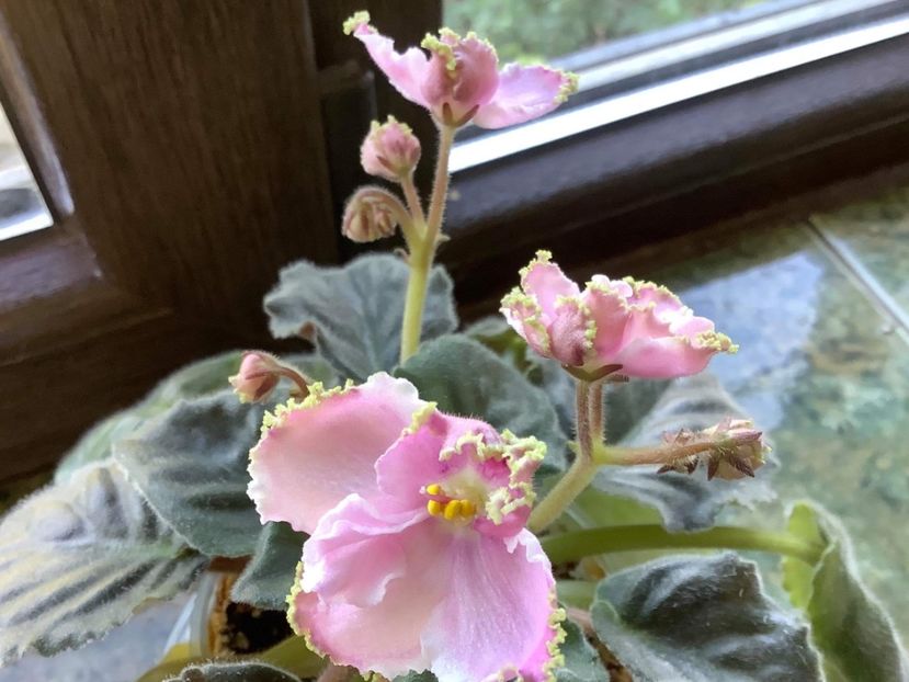 26500643-BF67-4C5B-8051-DD4DA9CD559B - LE Stefanie