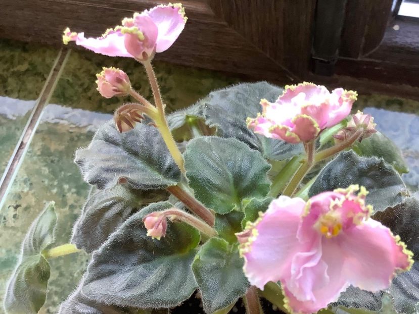 879F21EE-79B5-46E5-946C-40F9E800D2D8 - LE Stefanie