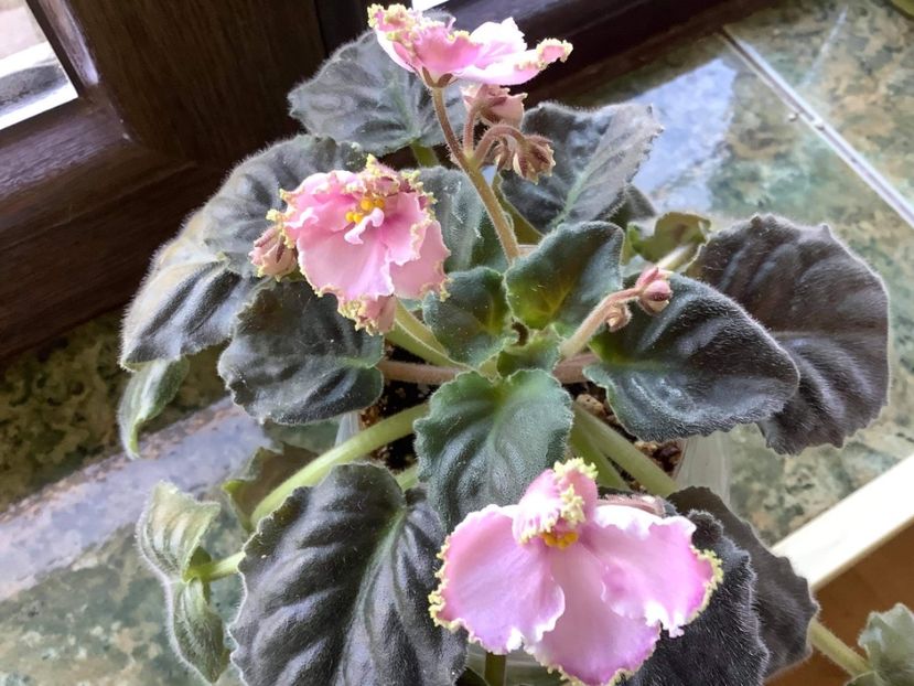 32B13EF8-2A52-4B72-B5DC-14336F1F4BB0 - LE Stefanie