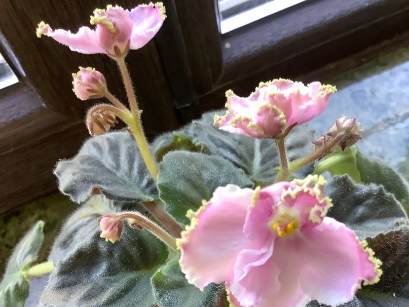 D56F03BF-A0B7-45CC-B07E-A5E39E585FA0 - LE Stefanie