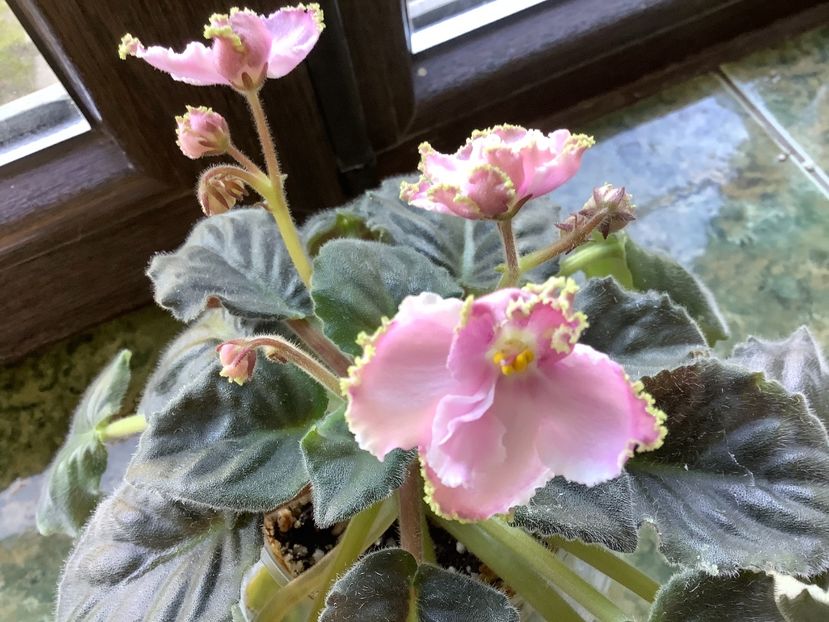 75715ECA-9629-4949-8F93-FA9C469357D6 - LE Stefanie