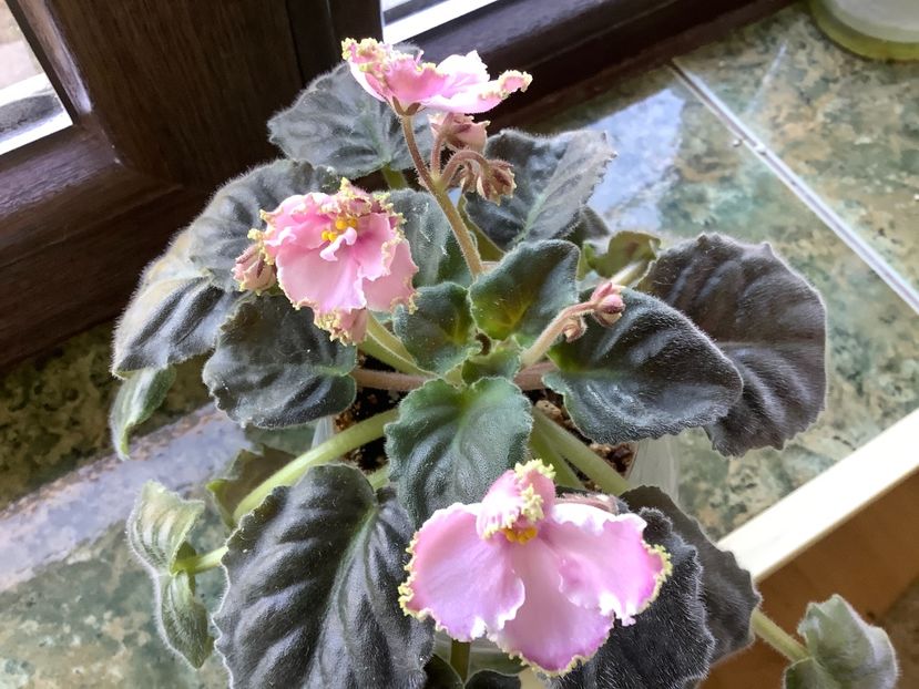 C925F05F-0DDF-460D-A009-8EF2CE62600E - LE Stefanie