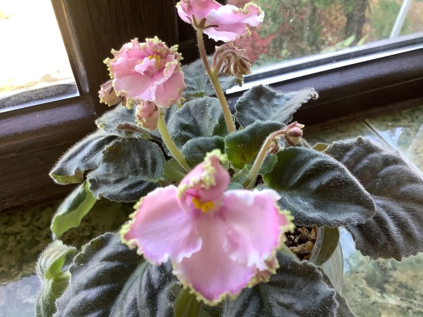 8C69D44E-92D4-4044-BED5-B3EE7C63F3D8 - LE Stefanie