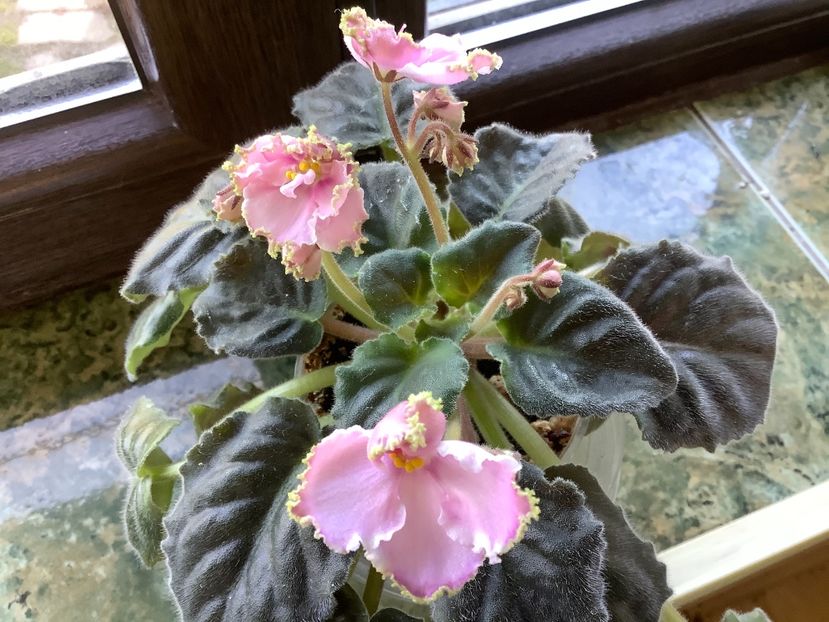 2E10ABEE-2D34-4168-9FD0-E8E75310DD2D - LE Stefanie