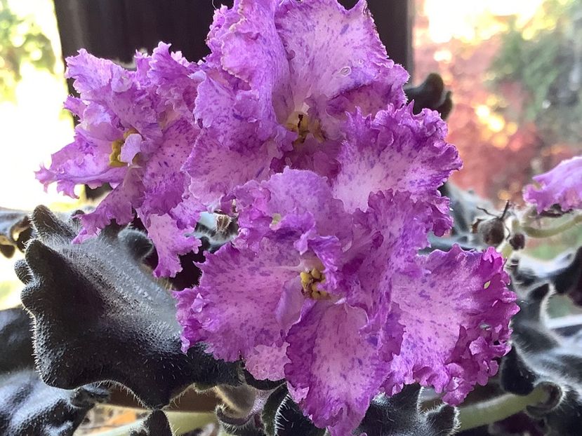 54BCA1BB-0742-4314-98BB-10C4B0893C58 - Ozio