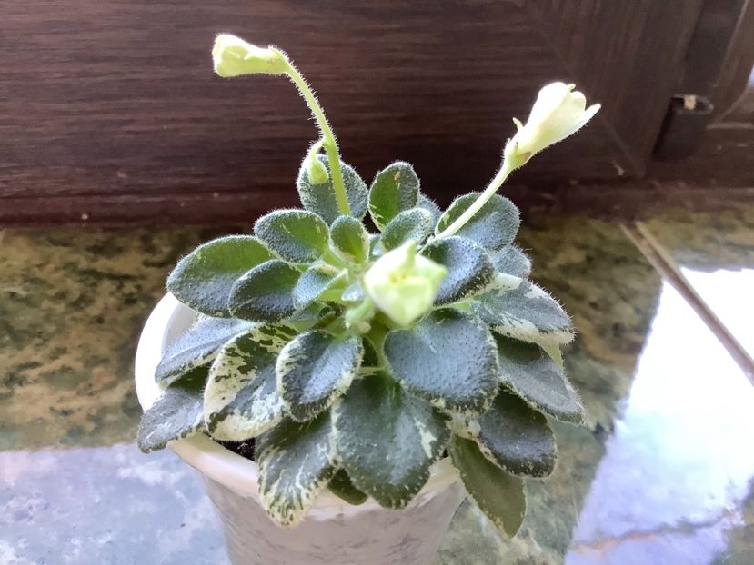 F72B3E7A-F150-42AC-A811-9CA3448D8A9E - N Kapelka