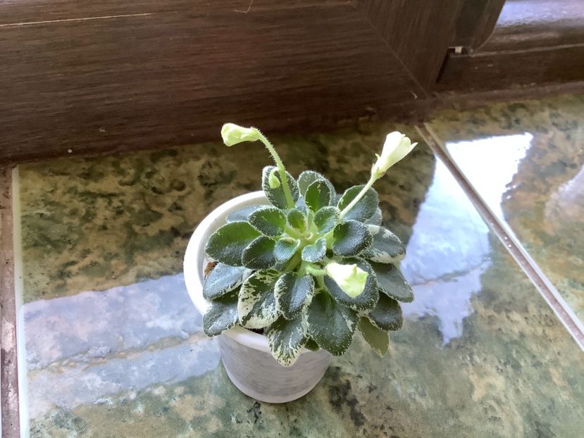 0758DC22-B2DA-4FB5-8F88-840790C2F5B0 - N Kapelka