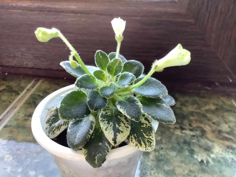 6AA8AE98-DA42-4F22-A5AA-AAD90C8698F7 - N Kapelka