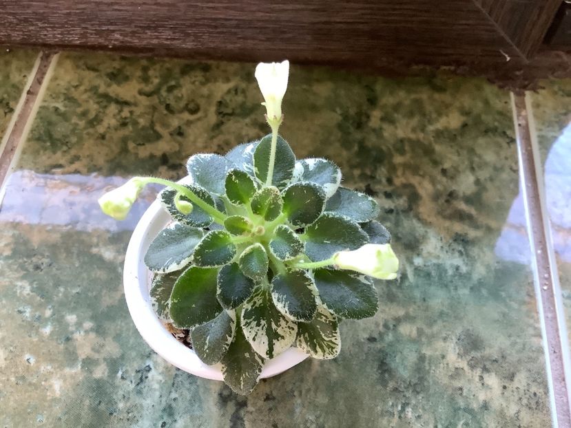 2BA9EA70-D68F-4240-8CA0-557946A3C1A2 - N Kapelka