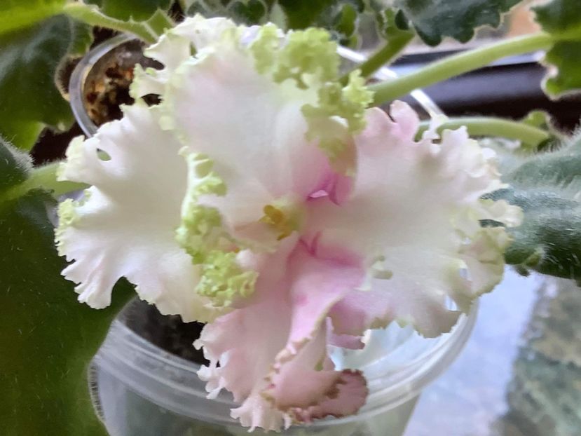 BCE69822-3AA3-400D-AA65-83763FCD0239 - LE Chantal