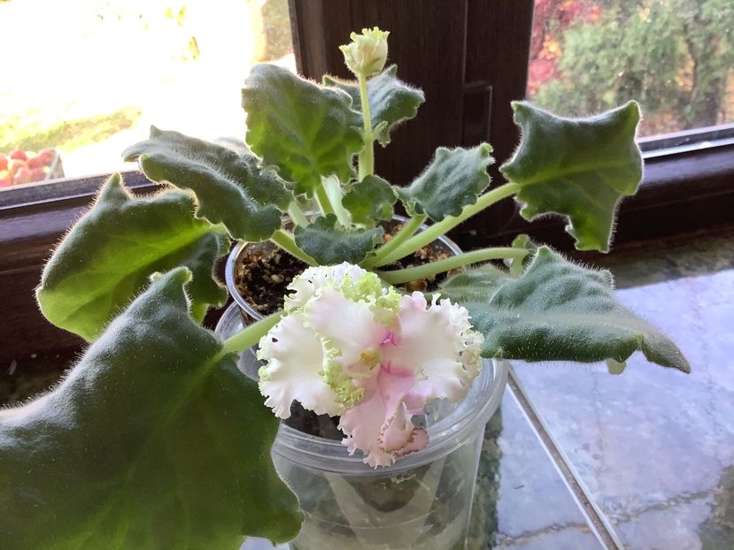 E8274ABB-F7CF-4B4A-9FDE-DCDAE7AE8B88 - LE Chantal