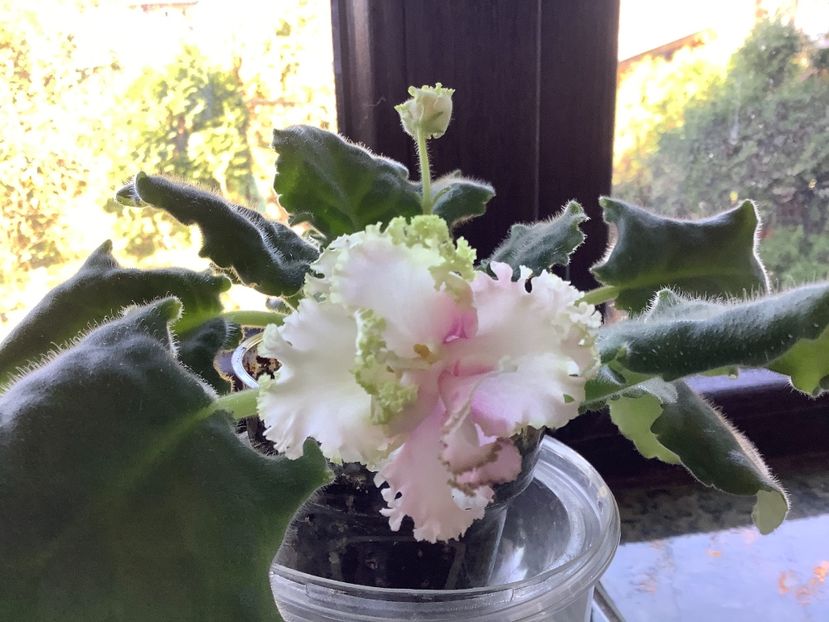 AA24B431-2143-47F8-A9B5-C340D3E6D576 - LE Chantal