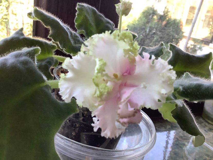 5BE03241-8E5D-42D7-8990-6D554560CAF8 - LE Chantal