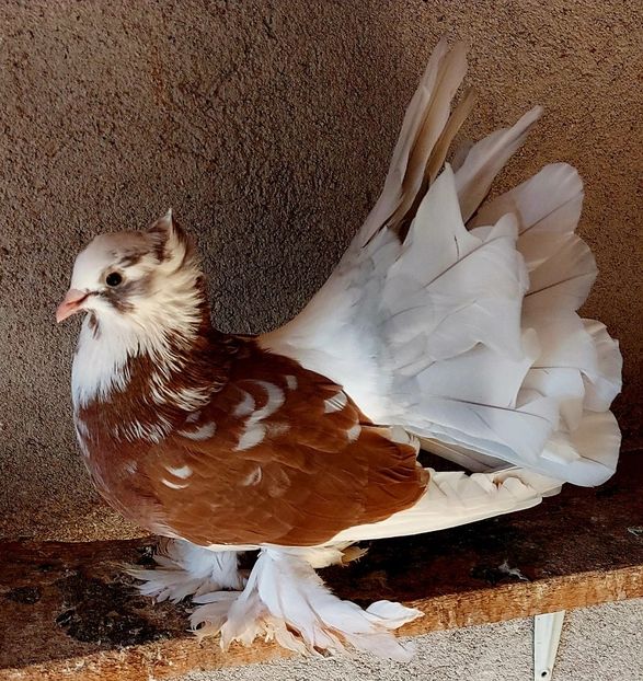  - Voltati indieni matca 2021