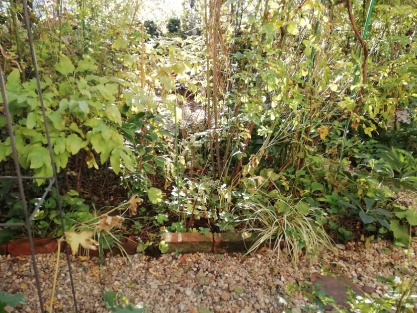  - Grădina 2020 continuare 2