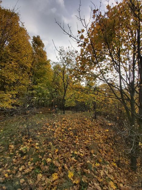  - posibile carari 2020