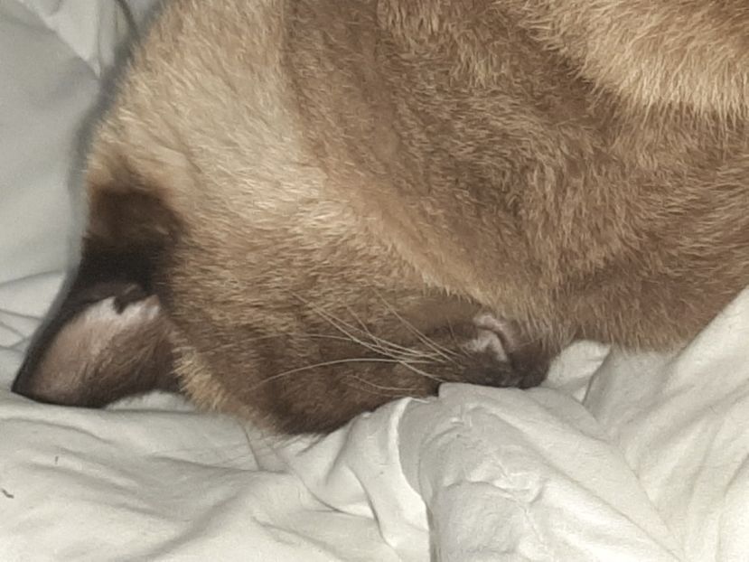  - Pisicii mei în noiembrie 2020