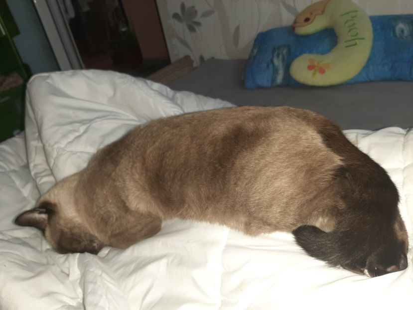  - Pisicii mei în noiembrie 2020