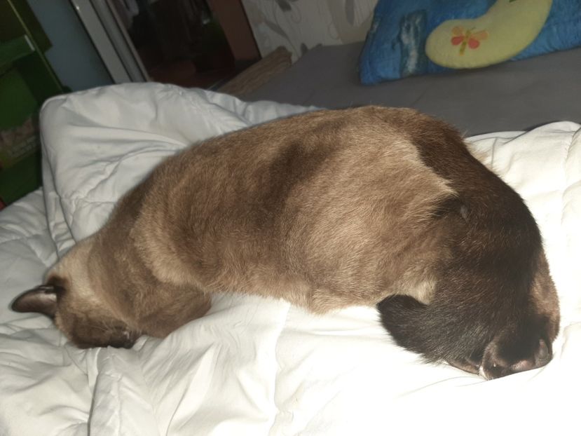  - Pisicii mei în noiembrie 2020