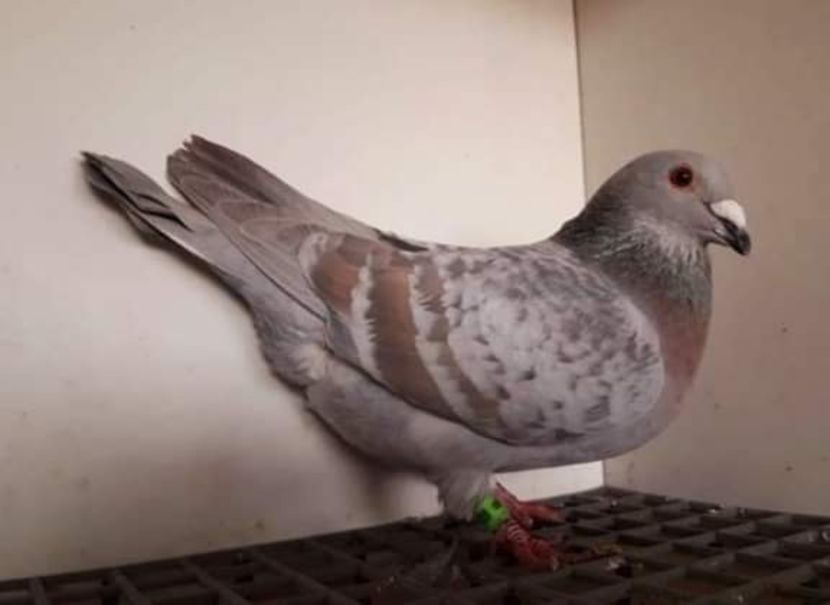  - NU IMI APARTIN ALBUM NR 2