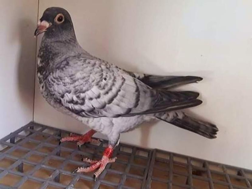  - NU IMI APARTIN ALBUM NR 2